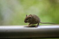 Миші в домі? Взяла 50 мл цього «чудо-засобу» – і всі до однієї мигнули з хати світ-заочі