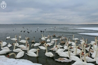 Поблизу Рівного зимують десятки лебедів (ФОТО) 