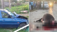 На Рівненщині п’яний водій розтрощив паркан і збив 4-х корів (ВІДЕО)