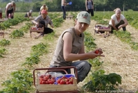 Чи поїдуть українці збирати спаржу та полуницю у Німеччині