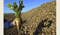 Вперше за десятки років: в Україні неврожай цукрових буряків. Що тепер подорожчає?