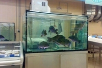 Хлопець у плавках заліз в супермаркеті в акваріум з рибою (ВІДЕО)
