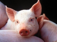 Африканська чума свиней вирує у Здолбунівському районі