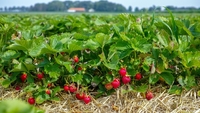 Не лише оздоровлять ґрунт, а й збільшать урожай у наступному сезоні: що посіяти у міжряддях полуниці?