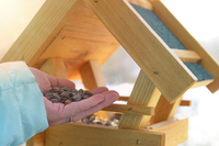 Кліщі більше не повернуться: що варто розмістити в саду