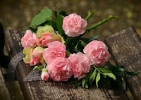 У кожного кольору троянд – своє значення. Що символізує той чи інший букет (ФОТО)