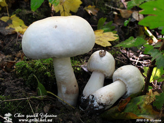 Польові шампіньйони