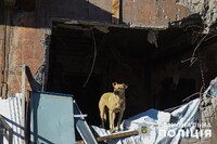 Собаки на руїнах Авдіївки: поліцейські опублікували фото тварин зі зруйнованого росіянами міста (ФОТО)