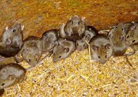 Стільки мишей ви ще не бачили! Багатомільйонна армія гризунів тероризує фермерів (ВІДЕО)