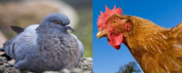 Ось чому люди їдять саме курей, а не голубів чи лебедів