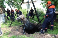 Дев’ять рятувальників понад дві години діставали кобилу Зіньку із септика (ФОТО/ВІДЕО)