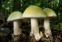 На Рівненщині через отруєння грибами чоловік потрапив до реанімації 