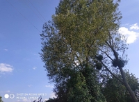 На Рівненщині невідомий підпиляв дерево і втік. Ціле село лишилося без світла (ФОТО)