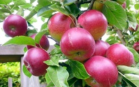 Важливо вчасно зреагувати: коли яблуню та грушу обробляють від головних хвороб?