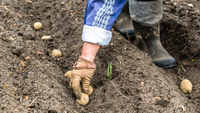 Як американці садять картоплю без лопати? Незвичайний спосіб, який дає великий врожай