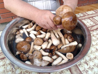 Як за 30 хвилин легко почистити 2 відра лісових грибів