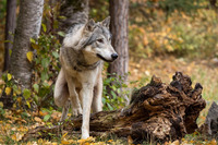 Селище на Прикарпатті атакують вовки: жертвами хижаків стали понад 10 собак (ВІДЕО)