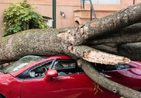 Львівська міськрада заплатить 84 тис. грн за те, що на автомобіль впало дерево