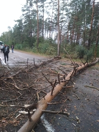Повалені штормовим вітром дерева перегородили дорогу на Сарни (ФОТО)