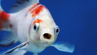 Риби вміють розмовляти! Переважно про їжу і… ceкс