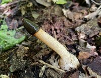 Непристойного гриба з Червоної книги знайшли в Україні (ФОТО)