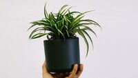 Обов'язково придбайте її додому: рослина, яка ефективно очищає повітря у квартирі 