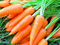 Патріотична морква виросла на Рівненщині (ФОТО)
