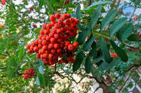 Що потрібно принести в дім 27 серпня, аби привернути щастя та добробут: народні прикмети