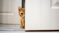Що віщує кішка, яка прибилась до будинку: народні прикмети