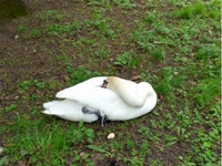 «Підбитого» лебедя з парку Молоді заганяли діти (ФОТО)