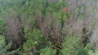 Понад 2 тисячі гектарів лісу на Рівненщині зрубали через «біологічну пожежу»