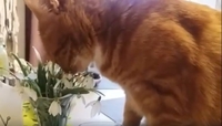 Рівненський кіт-естет розвеселив соцмережу (ВІДЕО)