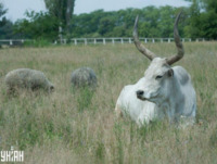 Головоломка для гострозорих: Знайдіть їжака за 10 секунд