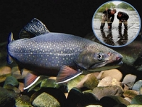 Чим займаються іхтіологи-рибоводи і як стати професіоналом у цій галузі (ФОТО)