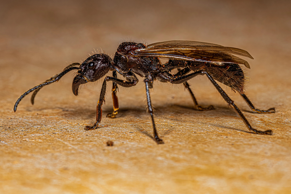 Науковці визначили найболючіший укус у світі: хто очолив рейтинг 