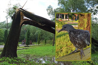 Повалені дерева та поранені птахи: негода наробила біди на Рівненщині (ФОТО)

