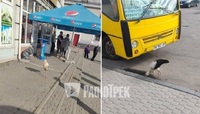 Самотнього лелеку помітили на залізничному вокзалі у Рівному (ФОТО)