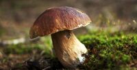Розміром з відро: на Рівненщині жінка знайшла величезного гриба (ФОТО) 