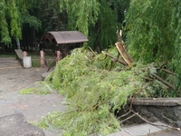 Штормовий вітер повалив дерево у центральному парку Рівного (ОНОВЛЕНО)       