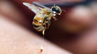 Небезпечні бджоли. Чоловіку на Рівненщині знадобилася допомога через сильні укуси комах