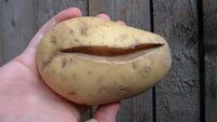 Чому на картоплі з’являються тріщини і що з цим робити