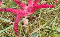 У Львівській області знайшли рідкісного гриба, який нагадує квітку-восьминога (ФОТО)
