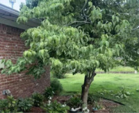 Лише 3% людей здатні знайти захованого єнота