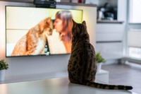 Що бачать кішки, коли дивляться телевізор