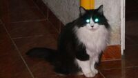 Не лякайтеся: вчені пояснили, чому світяться котячі очі