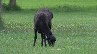 Новий мешканець «Оствиці»: у парку оселився курдючний баранець (ВІДЕО)