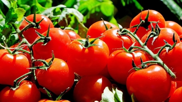 Як підкормити помідори дріжджами: корисні поради та інструкції