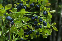 Сезон чорниць: Жителям Рівненщини назвали приладдя, яким заборонено збирати ягоди 