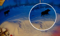 Ви такого точно не бачили: камера дверного дзвінка зафіксувала, як лось скидає роги (2 ВІДЕО)