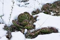 Дивовижні кактуси під снігом: українець вирощує їх просто на грядці (ФОТО)